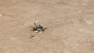 Ant gathered so fast from one to many to kill housefly || Struggle for existence || Ant Nature