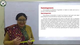 Biology (12 Science) Spermatogenesis By Miss Manita Pradhan