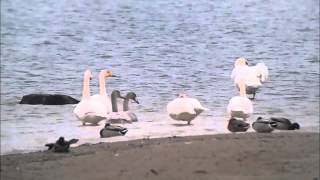 Cygne chanteur au Lac du Der (Décembre 2015)