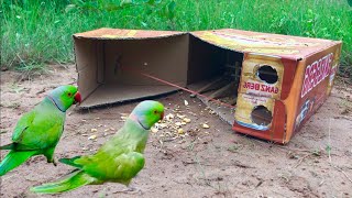 shorts Channel - Amazing creative , Best parrot Trap using Box and slingshot