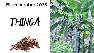 THINGA - octobre 2023