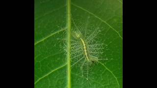 The Common Baron Caterpillar #caterpillar #macro