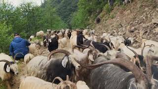 ÇAMLIK yayla yolunda fındıklı