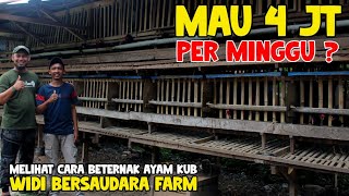 Cara Beternak 🐔 Ayam KUB dari Telur sampai Ke Indukan