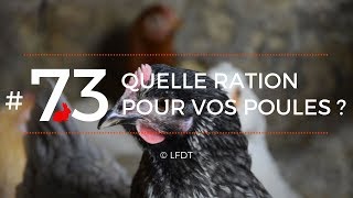 QUELLE RATION POUR VOS POULES ? │LFDT #73