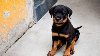 Train your Rottweiler to speak | Rottweiler puppy | Rottie | Tamil | Dog love