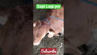 Sapi Lagi pw #sapi #shorts #pemburusapiimpian