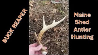 Shed Antler hunting in Maine - Buck Reaper