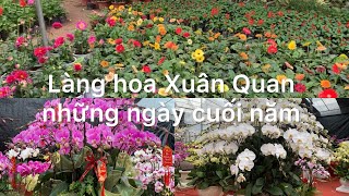 Các loài hoa khoe sắc tại làng hoa Xuân Quan những ngày cuối năm, hoa tết chào đón xuân Giáp Thìn.