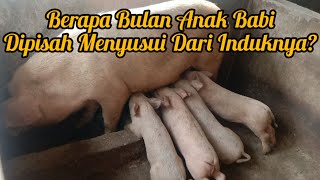 Berapa Bulan Anak Babi Di Sapih Dari Induknya??