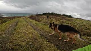 German shepherd on walk. Eros på tur. 22.10.2024. still you tubes most boring video part 1