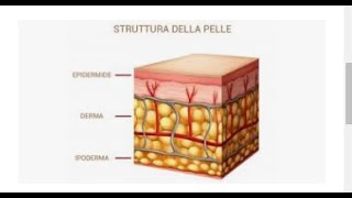 LA CUTE. CARATTERISTICHE della CUTE. FUNZIONI della CUTE. CORSO OSS. Futuri OSS)))))))))