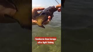 Sambaran ikan kerapu ultra light fishing #shorts #ultralight #ikankerapu #ul #karangdangkal