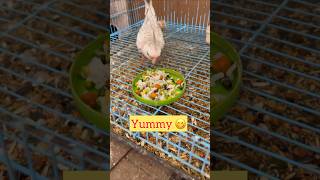 Birds ke liye soft food 😋!! #pet #animallover #birdslover #minivlog #sauravjoshivlogs