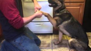 Dog Training: Cutting Tsunami's Nails