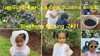 Blueberry Picking|புளுபெர்ரி பறிக்க போலாம் வாங்க| Southern Belle Farm| McDonough ,GA|Irene Baby|USA