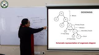 Biology (12 Science) Oogenesis By Miss Manita Pradhan