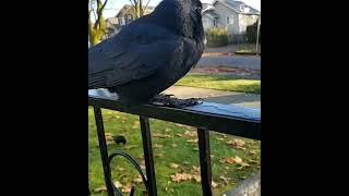 Black little crow 🐦‍⬛🐦‍⬛🐦‍⬛