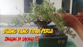 seleksi cabang mame santigi