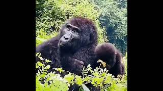 gorrila mother.book a trip with us+256775927484 what's up only