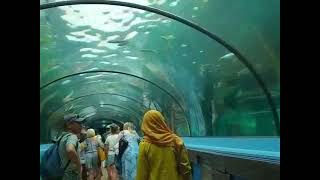 Sea life Sidney Australia