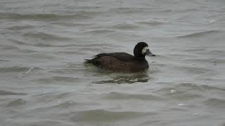 Greater Scaup