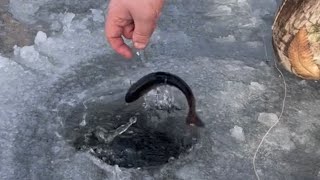 Quick catch and release brook trout through the ice