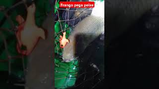 #Shorts frango que pega peixes,#billings #natureza #dicasdepescadetilapia