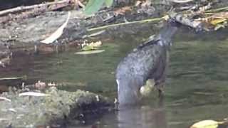 Dipper (Cinclus Cinclus) Frome River, Bristol