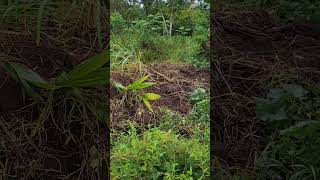 Wild pigs destroyed my sweet potato patch! #garden