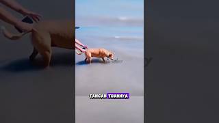 Anjing ini diam diam dikagetin #shortvideo #shorts