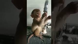 Monkey playing with water 🐵😍😍 #shorts