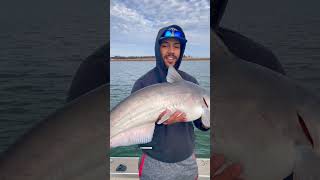 Fun sized blue catfish #fishing #bluecat #catfish # fyp