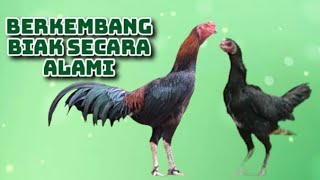 Ayam Berkembang secara alami