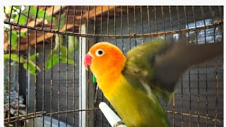 Lovebird ngekek panjang memancing emosi Lovebird lain agar cepat gacor