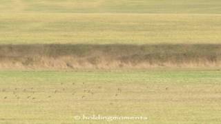 Golden Plover 24th January 2017