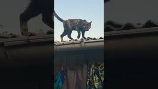 #shortsbrasil #shorts #cat #adoteumgato #gatos #viralvideo #adote #adoteumgatinho #gato #pets