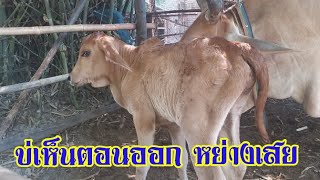 ต้อนรับสมาชิกใหม่ | วัวน้อย | วัวแพง | ป้าอุ๊พาเพลิน