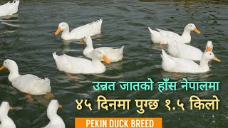 यस्तो छ, उन्नत हाँस, Pekin Duck farming in Nepal, Local poultry, Kadaknath, Laukat Farming in Nepal.