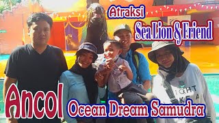 Atraksi Sea Lions And Friend - Ocean Dream Samudra Ancol