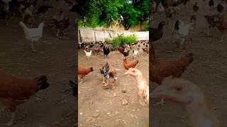 pure Desi poultry Farming# punjab# ch Azam# Short feed ads