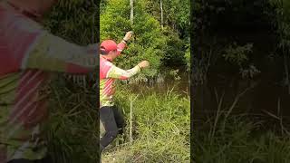 Mancing toman #shortvideo #shorts #short