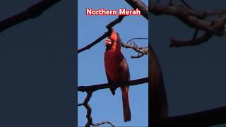 NORTHERN MERAH CANTIK DAN MERDU #birds #petualangalam #amazing