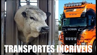 INCRÍVEL, Sistema de transporte de Gado na fazenda e MODERNO Sistema de colheita mecânica.