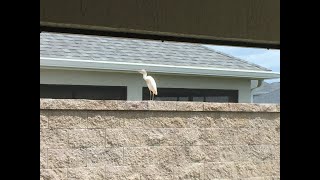 The Villages, Florida, white heron walking on my wall