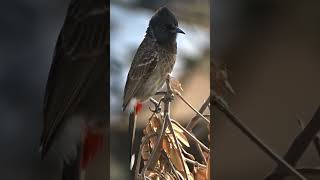 Red-vented bulbul ❤️ #shorts #redventedbulbul  #bulbul #trending #trendingshorts