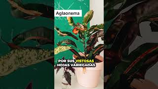 5 Plantas de Interior Súper Fáciles de Cuidar: Descubre la Parte 3 | Consejos Urbangreen 🍀🌺