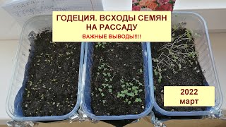 Годеция. Всходы семян рассады. Самое ВАЖНОЕ!!!