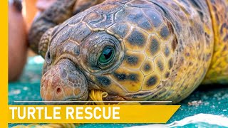 A heartfelt journey to rescue sea turtles in the wild | Animal rescue compilation