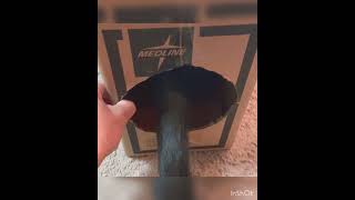 Tiki Live Stuffed Tuxedo Cat tryin to squiz her fats out the box! #chonkycat #shortvideo #shorts